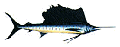 PACIFIC SAILFISH