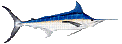 PACIFIC BLUE MARLIN